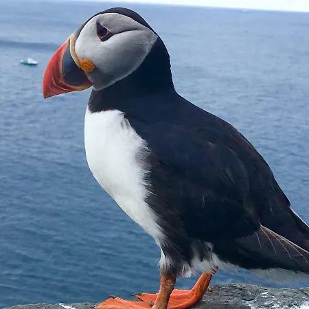 Holiday home Fuchsia House